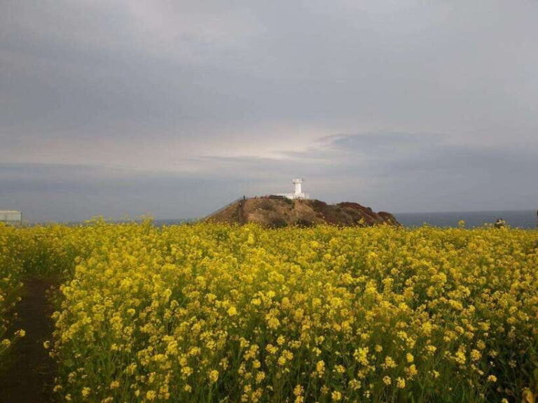 Jeju: Private Tour with an English Guide and a Vehicle - Who Will Love This Tour?