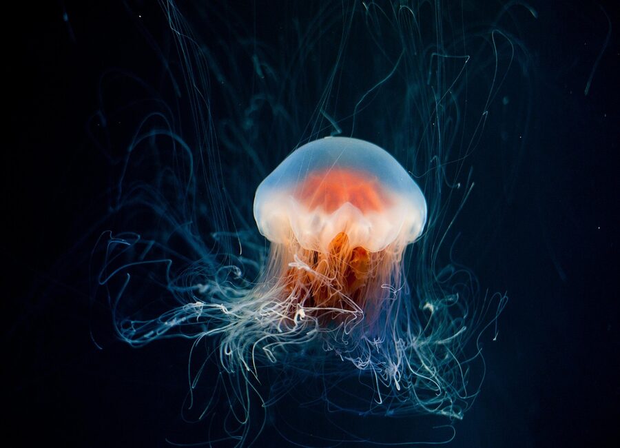Jellyfish glowing blue in dark aquarium tank