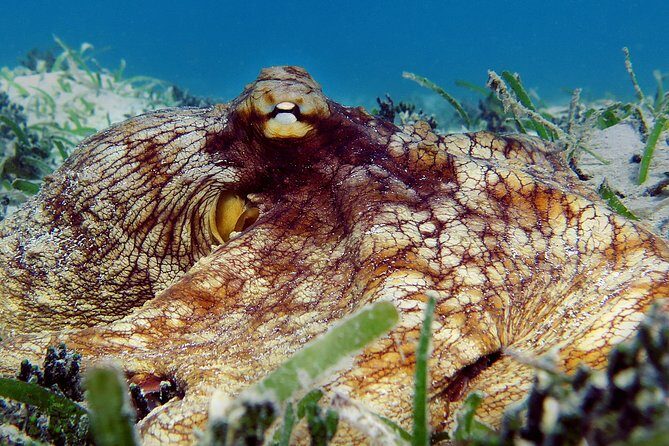 Kayak and Sea Turtle Snorkel with Beach Break - Who Is This Tour Best For?