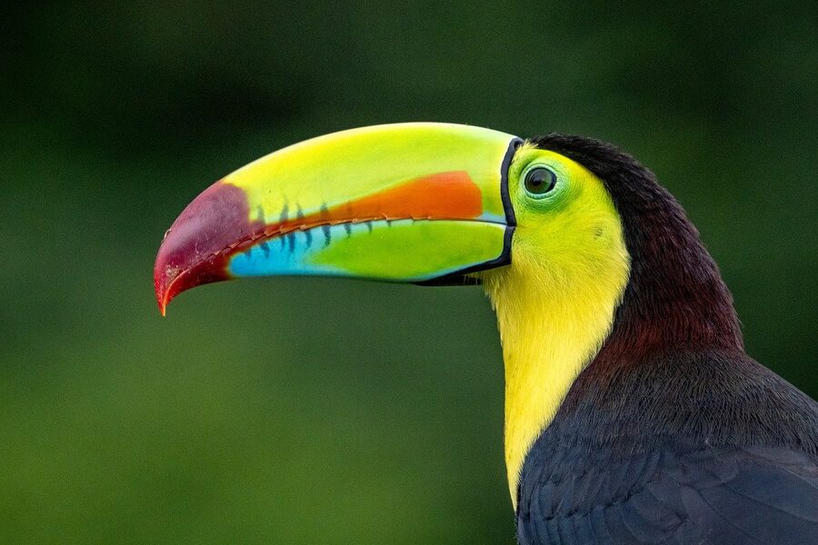Keel-billed toucan with rainbow-colored beak perched in tropical setting