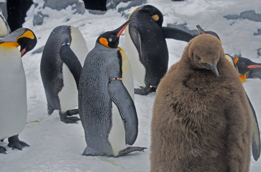 Group of King penguins in snowy environment