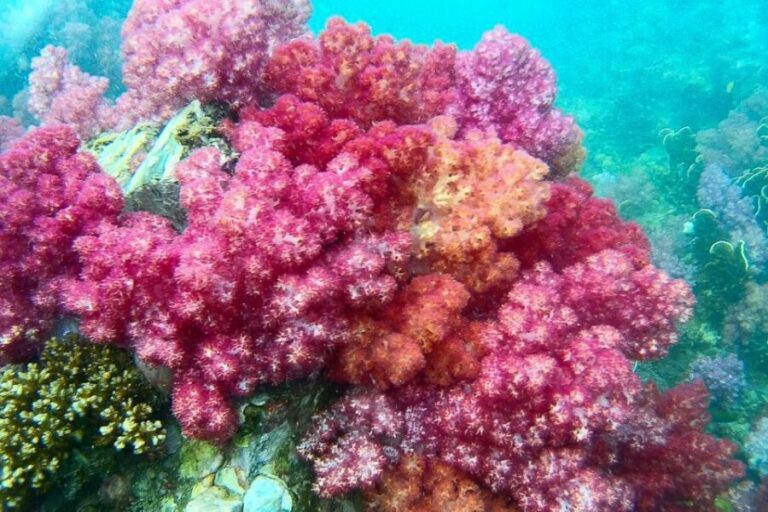 Koh Lipe: Full Day Multi-Island Snorkeling Trip with Lunch - The Itinerary in Detail