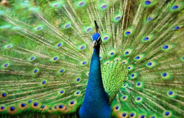 Kuala Lumpur: Bird Park, Butterfly & Garden Private Tour - Who Will Love This Tour?