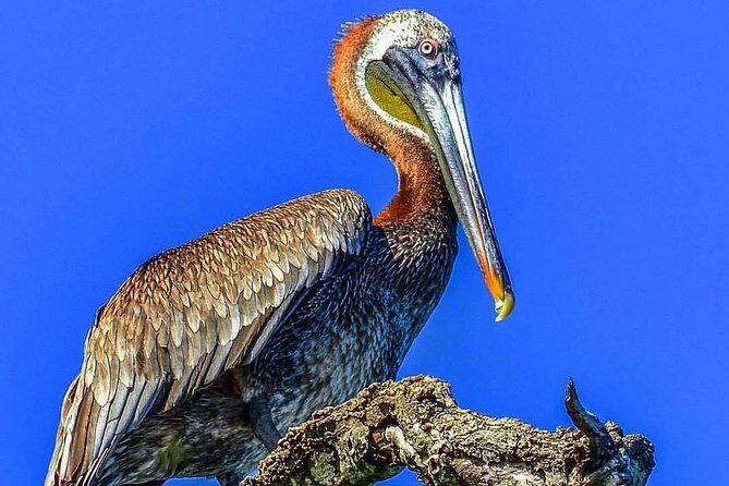 Los Haitises & Cayo Levantado (Lunch included, from Samana in Catamaran or Boat) - Authentic Experiences and Practical Details