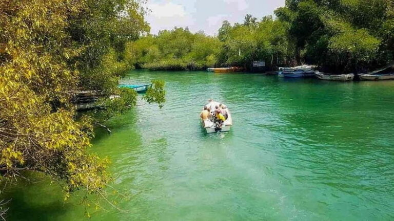 Madu River Boat Tour and Cinnamon Garden visit - Wildlife Encounters and Cultural Stops