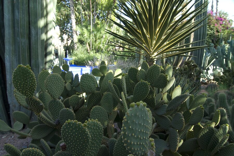 Majorelle Garden cactus path
