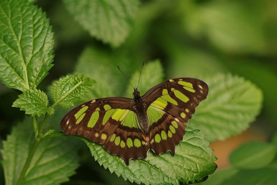 Malachite butterfly with bright green and black wing pattern in close detail