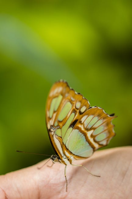 Malachite butterfly perched on a person's hand