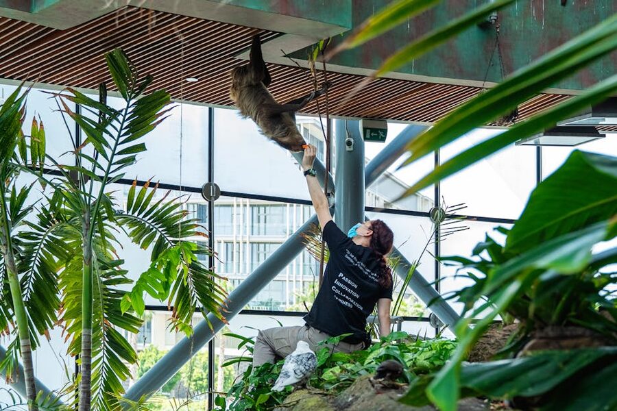 Person reaching to feed a sloth in indoor jungle-like zoo setting