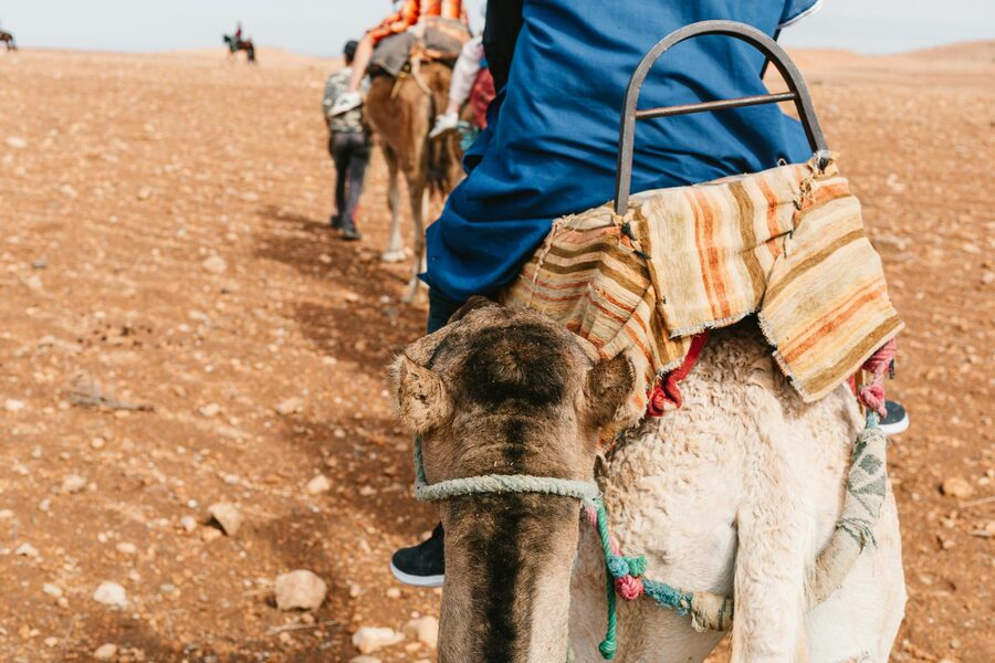 Camel caravan in Lalla Takerkoust arid landscape