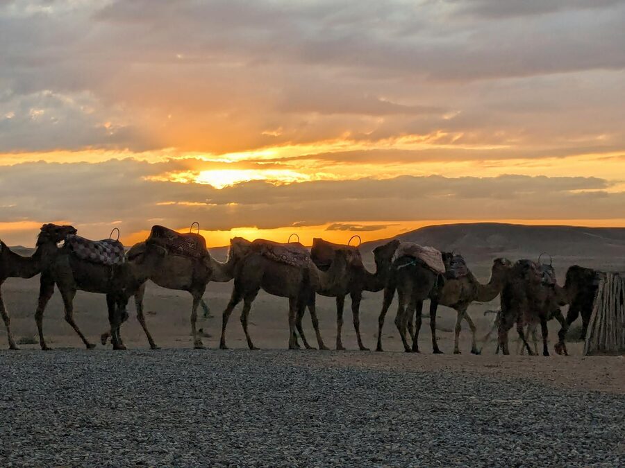 Line of camel silhouettes at desert sunset