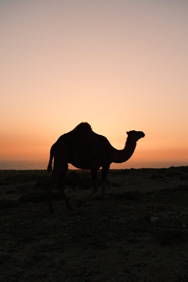 Camel silhouette at desert sunset
