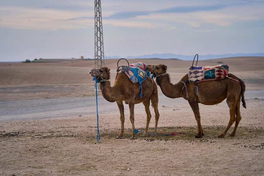 Camels with colorful saddles near Marrakech