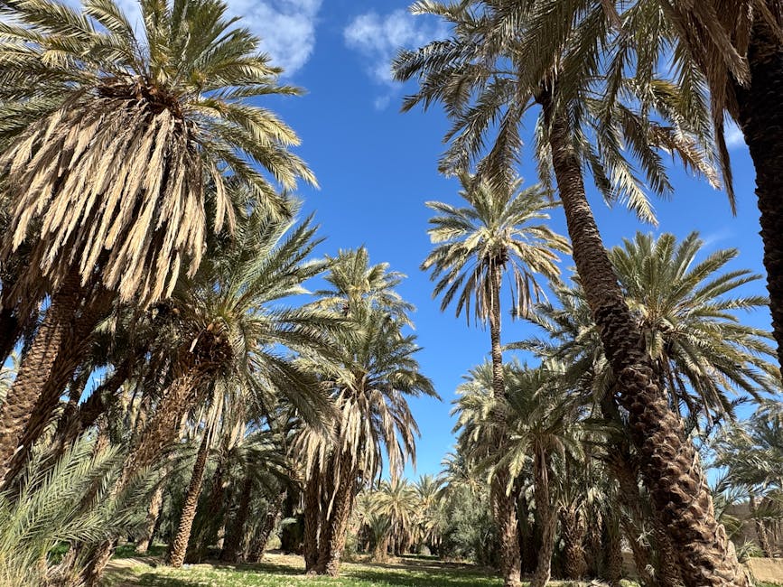 Marrakech date palms under sky