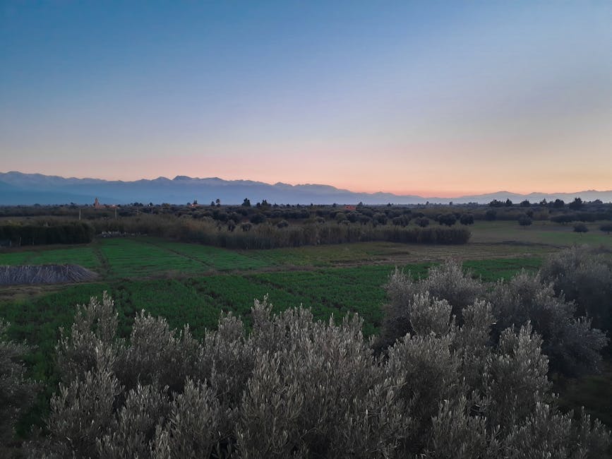Marrakech farmland at dawn
