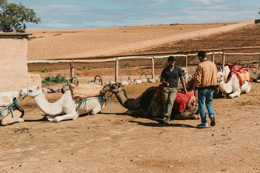 Men with camels in rural Morocco