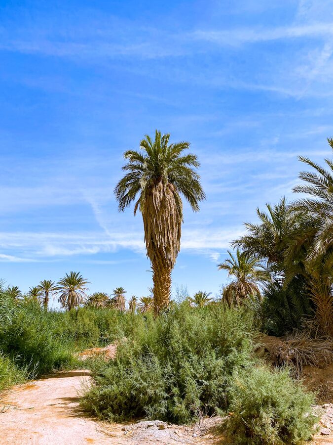 Tropical landscape with tall date palms