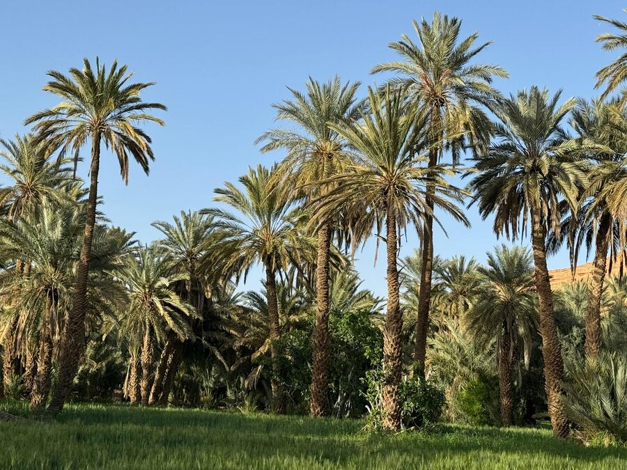 Palm oasis under clear summer sky Morocco