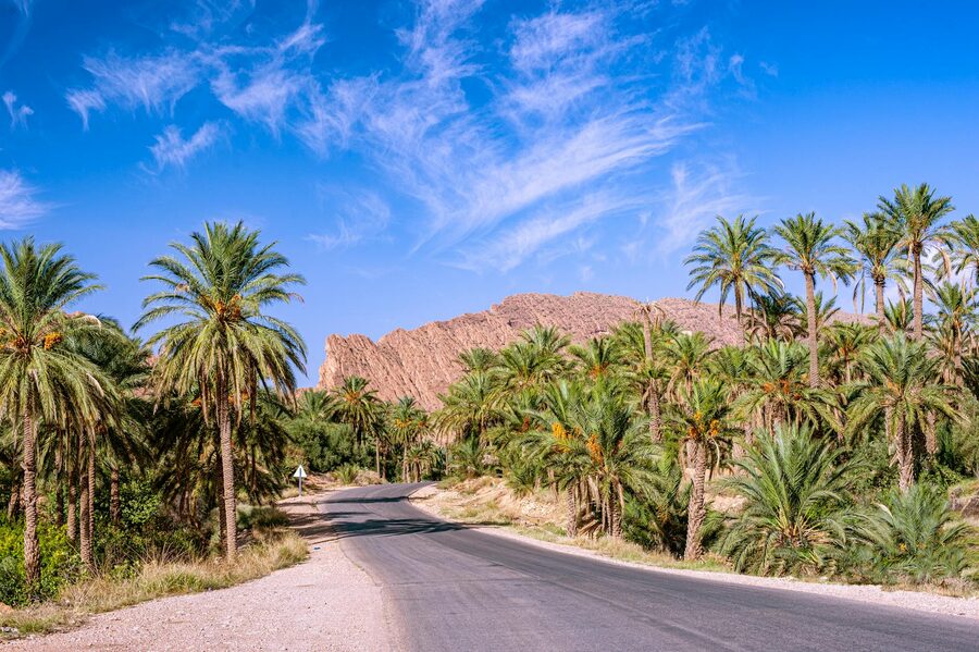 Palm trees along road in oasis