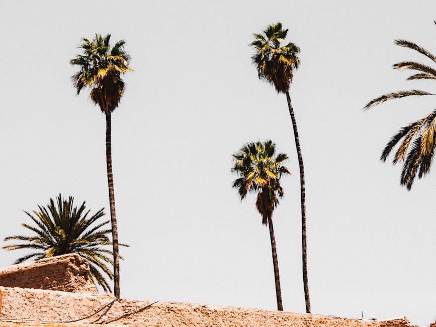 Marrakech palm trees tall sky