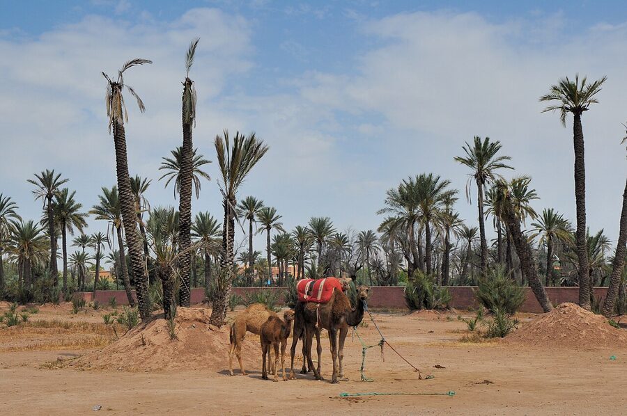Marrakech Palmeraie detailed view