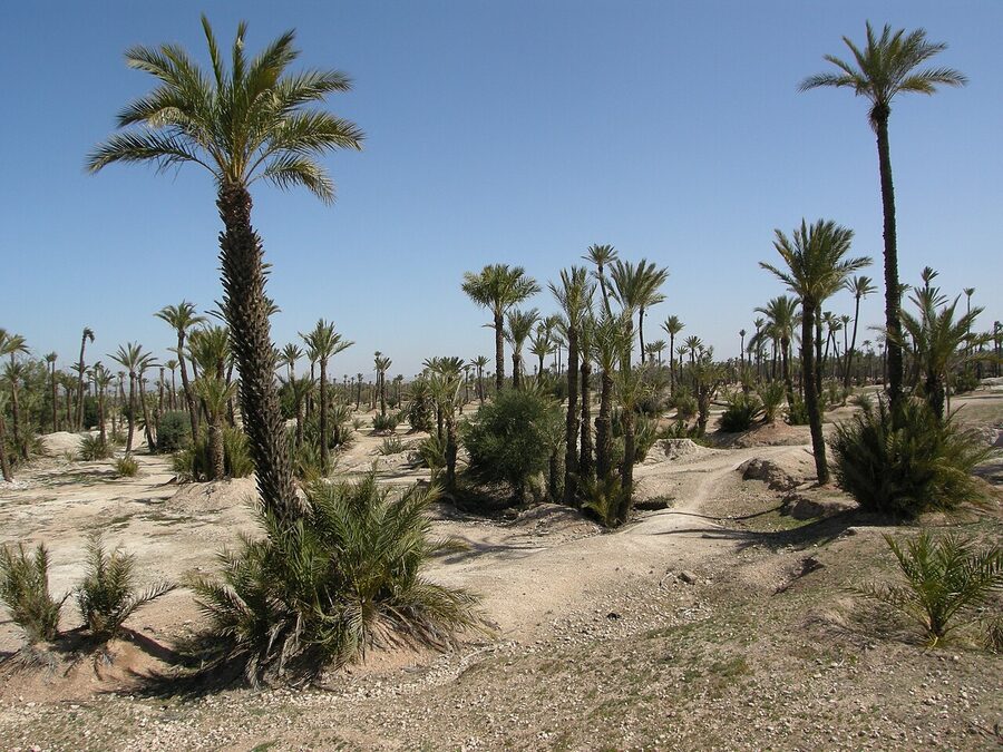 Palmeraie de Marrakech palm grove view