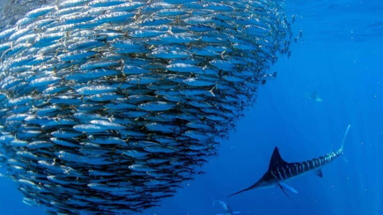 Moalboal Sardines Run Private Tour - FAQ