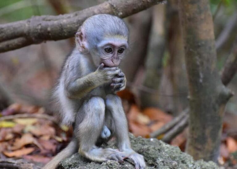 Monkey Feeding & Historic Sugar Plantation & Rum Distillery - Transport, Timing, and Value
