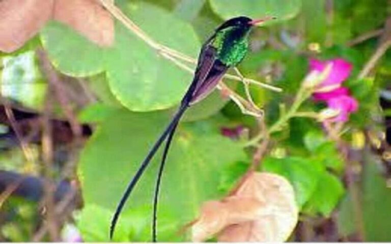 Montego Bay: Private Rocklands Bird Sanctuary Trip - What to Expect at the Rocklands Bird Sanctuary