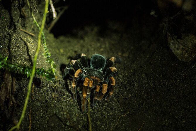 Monteverde Night Walk Tour: the night life of the forest - FAQ