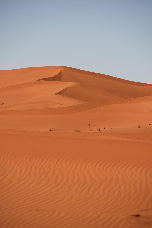 Morocco camel desert sand dune