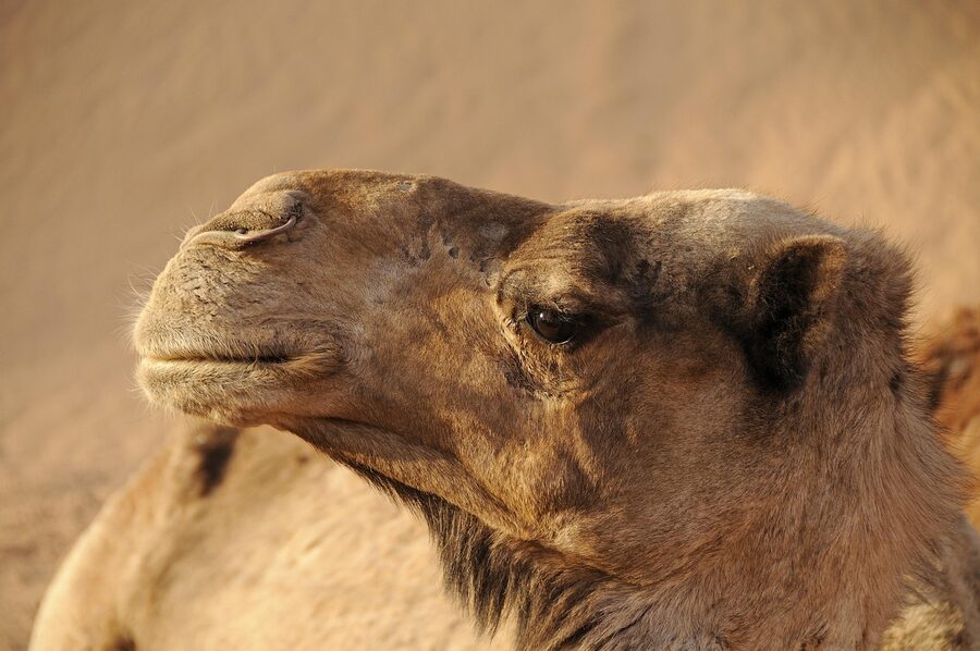 Morocco camel dromedary in desert