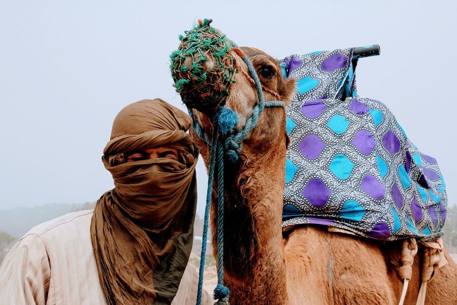 Morocco camel tourism encounter
