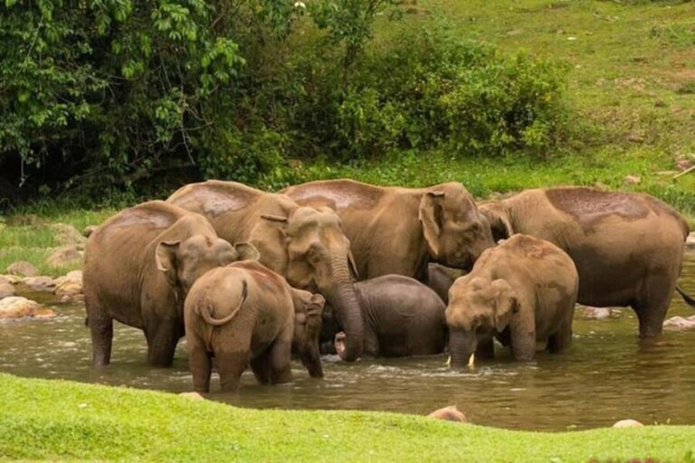 Munnar: Anakulam Jeep Safari with Waterfall and Elephant - Pricing and Value