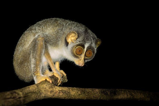 Night Hike to see Elusive & Rare Loris in Sigiriya - Practical Details and Logistics