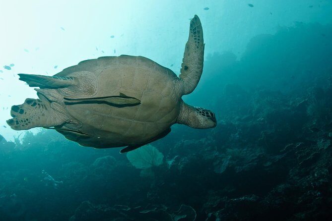 Nusa Penida Try Scuba Diving Program - for Non-Certified Divers - The Sum Up