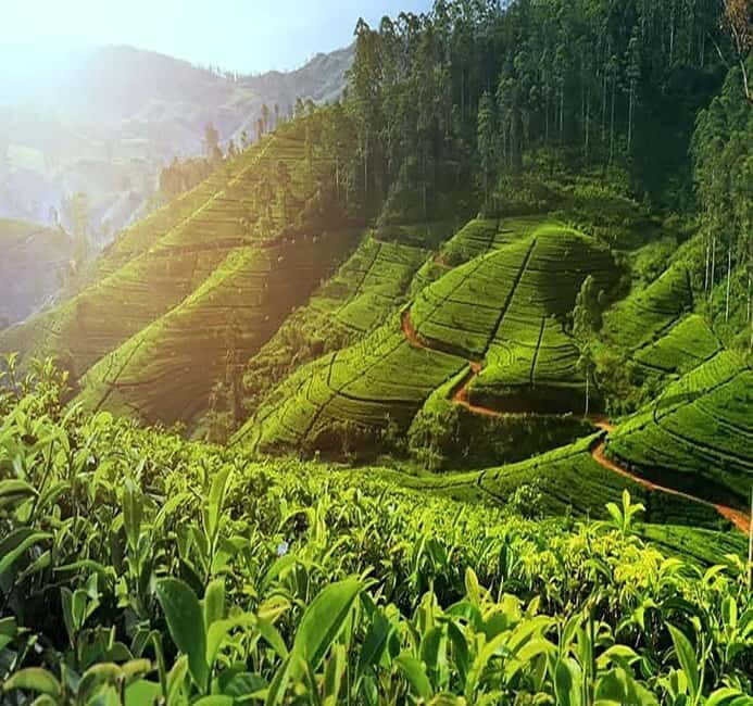 Nuwara Eliya Full day: 5Waterfalls, 2Tea Test & pick by TUK - The Transportation Experience