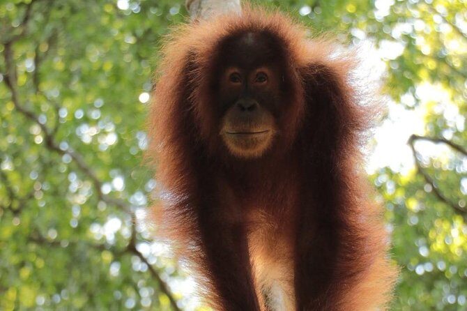 ONE DAY JUNGLE TREKKING 6-7 hours (see orang utan) + RAFTING in BUKIT LAWANG - Practical Tips for a Smooth Day
