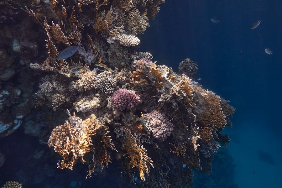 Coral bommie rising from sand with tropical fish at Red Sea reef