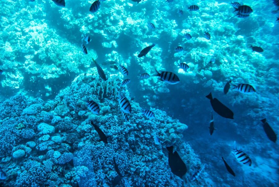 School of reef fish over coral in shallow water at Giftun Island