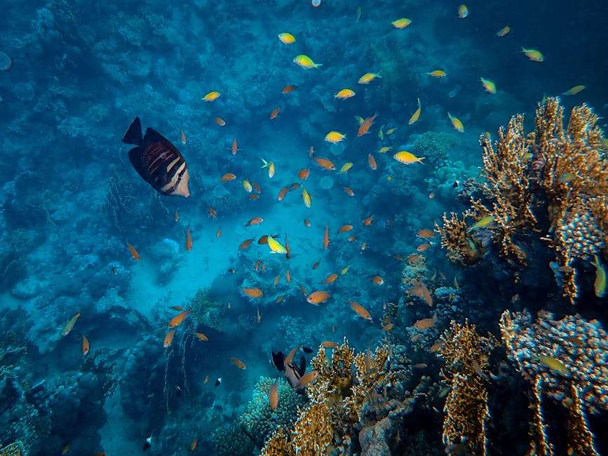 Red Sea coral reef scene with colorful soft corals and small tropical fish