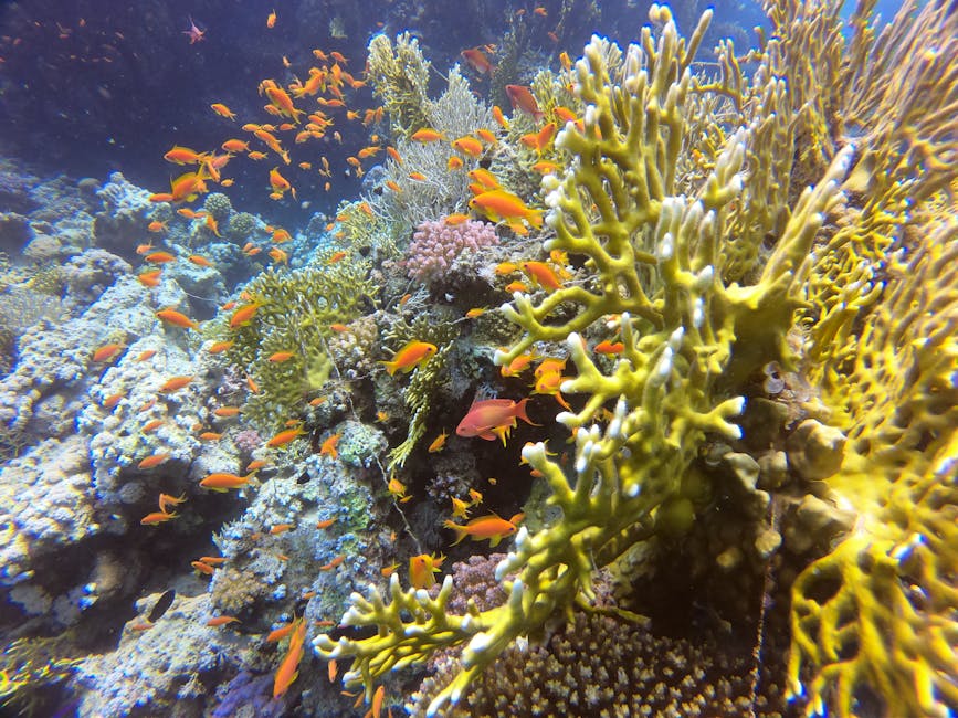 Brain coral and soft corals at shallow reef in the Red Sea