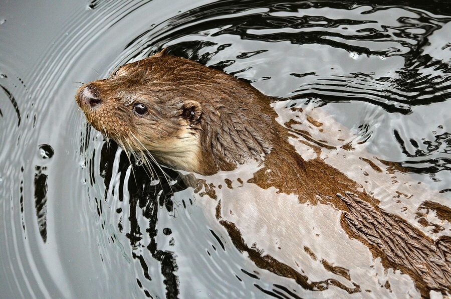 Otter swimming playfully in water