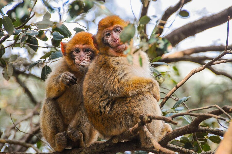 Barbary macaques in Morocco forest