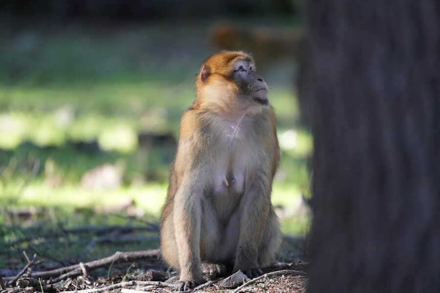 Barbary macaque sitting in Moroccan forest