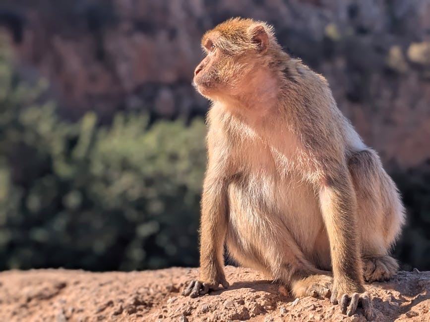 Barbary macaque on rocky ledge