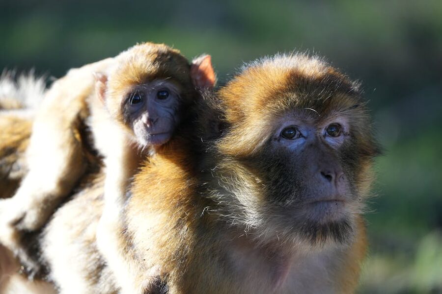 Barbary macaque mother and baby
