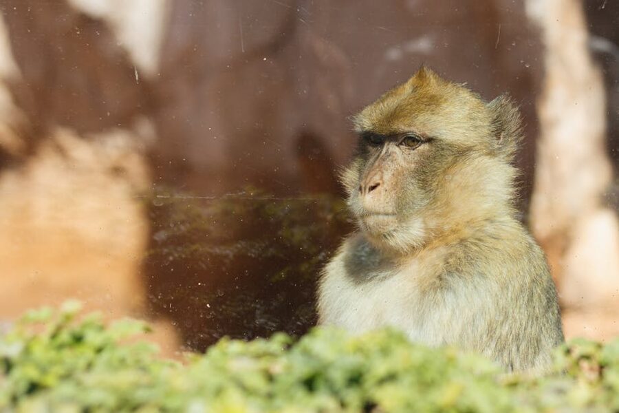 Barbary macaque portrait close-up