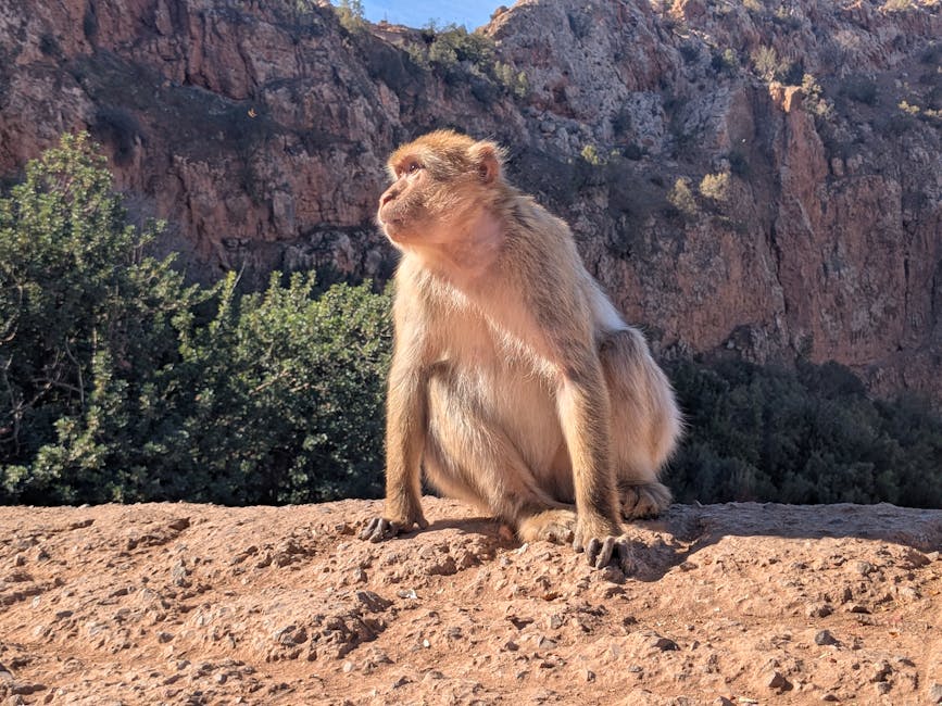 Wild Barbary macaque on mountain terrain
