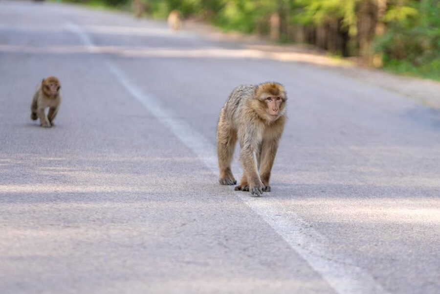 Two Barbary macaques walking on forest road